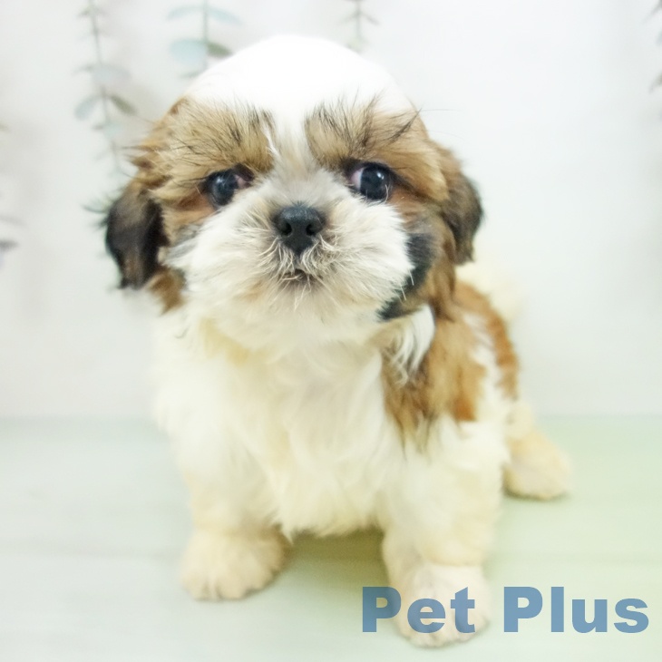 愛知県のシーズー (ペットプラス mozoワンダーシティ店/2025年10月5日生まれ/女の子/ホワイトゴールド)の子犬の2枚目の画像