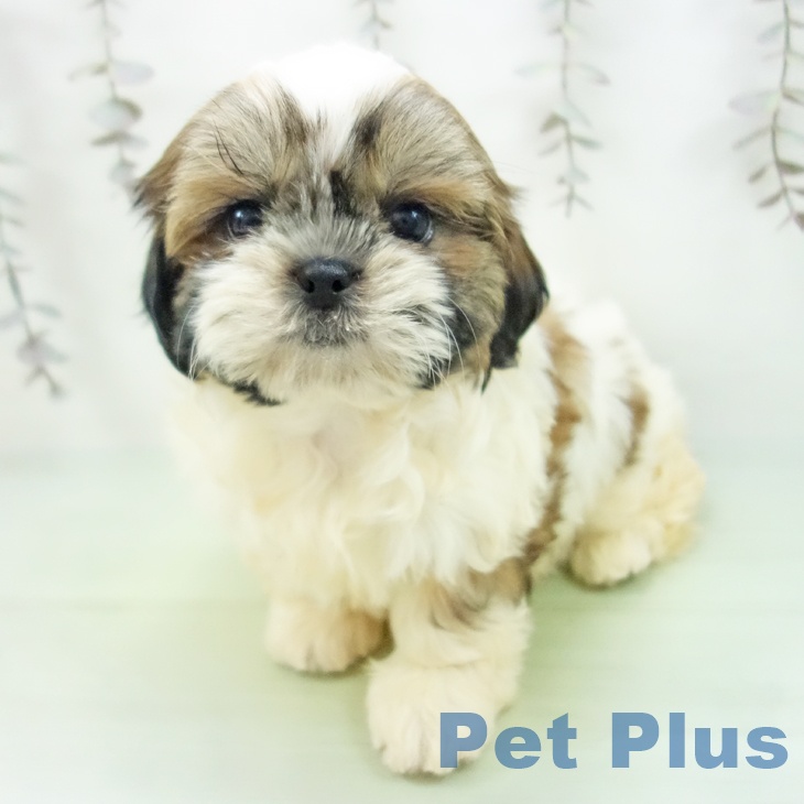 千葉県のシーズー (ペットプラス 幕張新都心店/2025年10月5日生まれ/女の子/ホワイトゴールド)の子犬の1枚目の画像