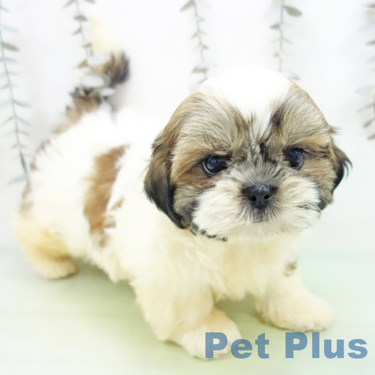 千葉県のシーズー (ペットプラス 幕張新都心店/2025年10月5日生まれ/女の子/ホワイトゴールド)の子犬の2枚目の画像