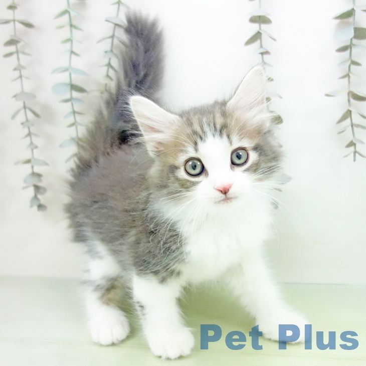 宮崎県のノルウェージャンフォレストキャット (ペットプラス 宮崎店/2025年10月7日生まれ/男の子/ブルータビーホワイト)の子猫の2枚目の画像