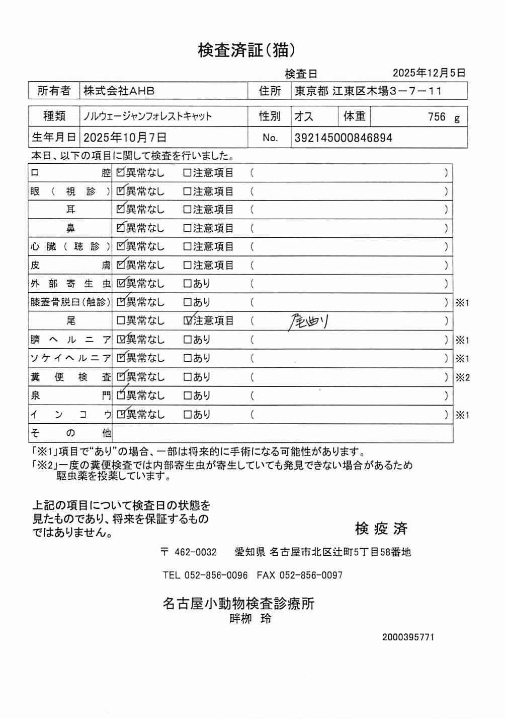 ノルウェージャンフォレストキャット