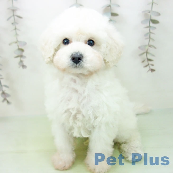 愛知県のトイプードル(トイ) (ペットプラス イオンモール長久手店/2025年10月7日生まれ/男の子/クリーム)の子犬の1枚目の画像