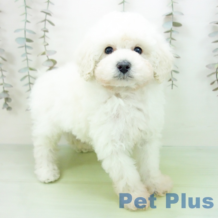 愛知県のトイプードル(トイ) (ペットプラス イオンモール長久手店/2025年10月7日生まれ/男の子/クリーム)の子犬の2枚目の画像