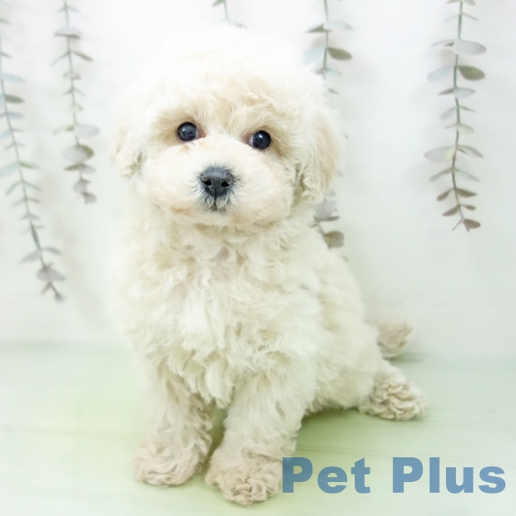 トイ・プードル