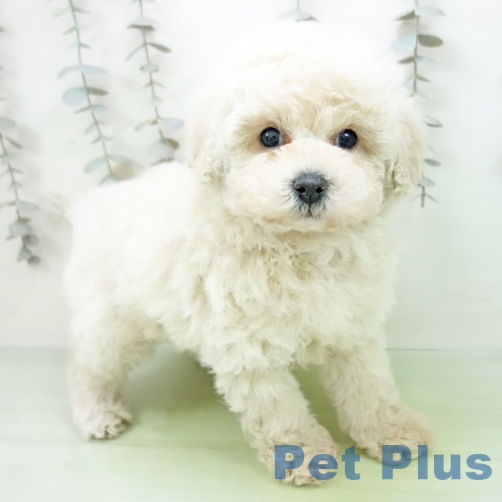 トイ・プードル