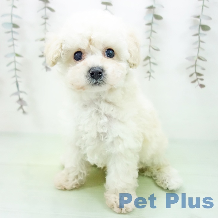 トイ・プードル