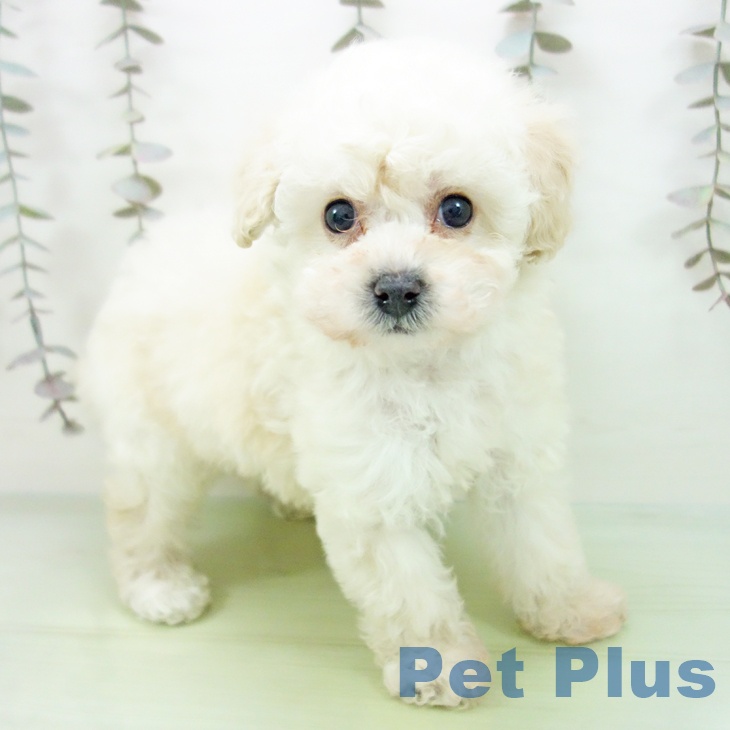 トイ・プードル