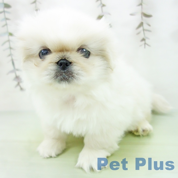 ペキニーズの写真2