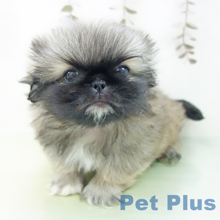 ペキニーズの写真2