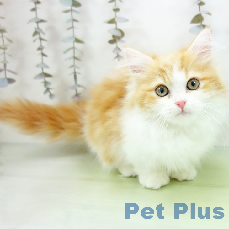 福岡県のマンチカン (ペットプラス 八幡東店/2025年9月23日生まれ/女の子/レッドタビーホワイト)の子猫の1枚目の画像