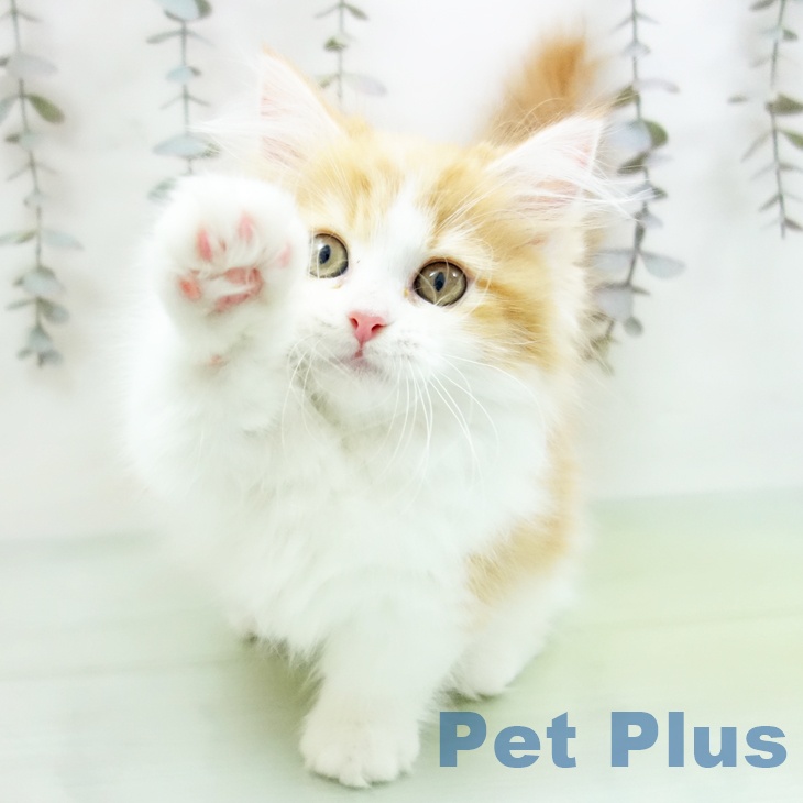 福岡県のマンチカン (ペットプラス 八幡東店/2025年9月23日生まれ/女の子/レッドタビーホワイト)の子猫の2枚目の画像