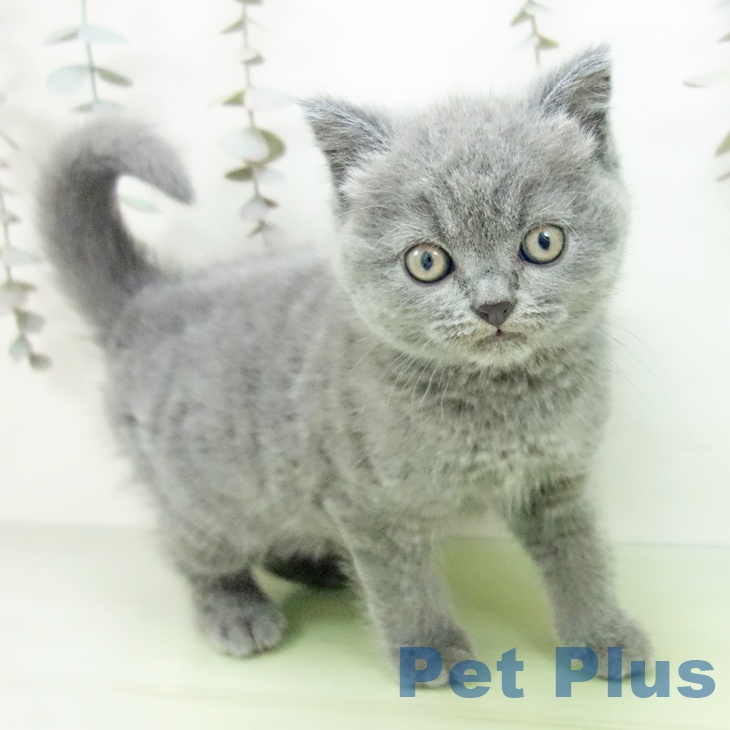 ブリティッシュショートヘア