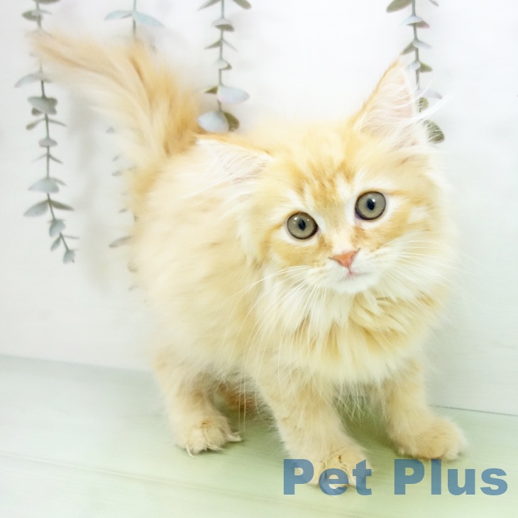 ミヌエットの写真2