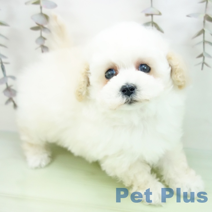 愛知県のトイプードル(トイ) (ペットプラス ナゴヤドーム前店/2025年10月7日生まれ/女の子/ホワイト)の子犬の1枚目の画像