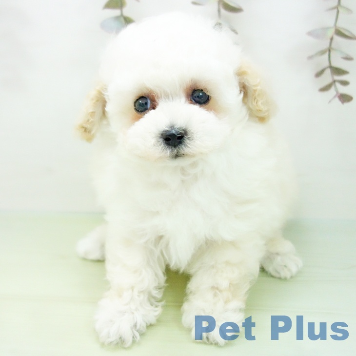 愛知県のトイプードル(トイ) (ペットプラス ナゴヤドーム前店/2025年10月7日生まれ/女の子/ホワイト)の子犬の2枚目の画像