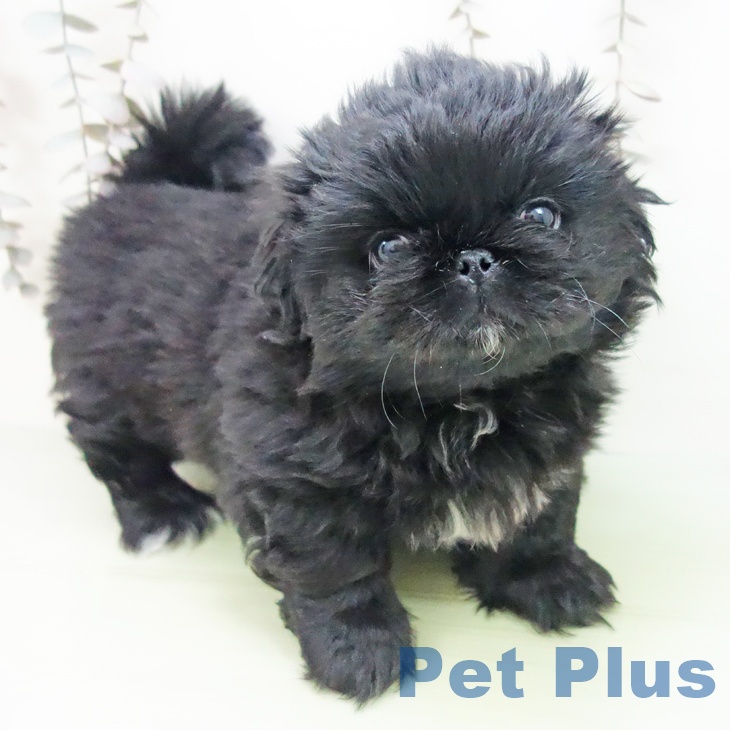 埼玉県のペキニーズ (ペットプラス 川口店/2025年10月8日生まれ/女の子/ブラック)の子犬の1枚目の画像