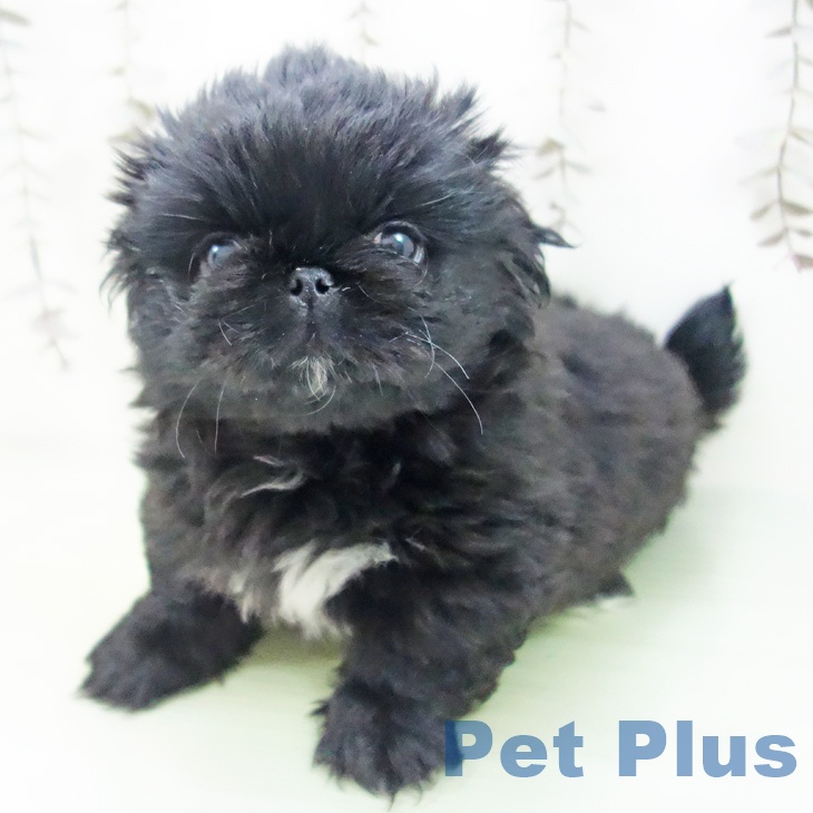 埼玉県のペキニーズ (ペットプラス 川口店/2025年10月8日生まれ/女の子/ブラック)の子犬の2枚目の画像