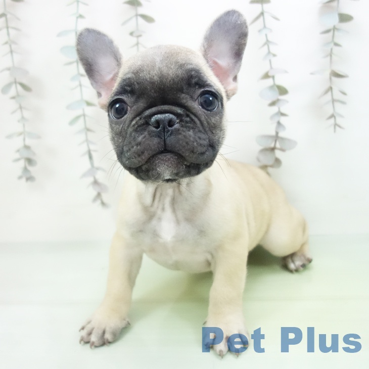 埼玉県のフレンチブルドッグ (ペットプラス 八潮店/2025年10月5日生まれ/女の子/フォーン)の子犬の1枚目の画像