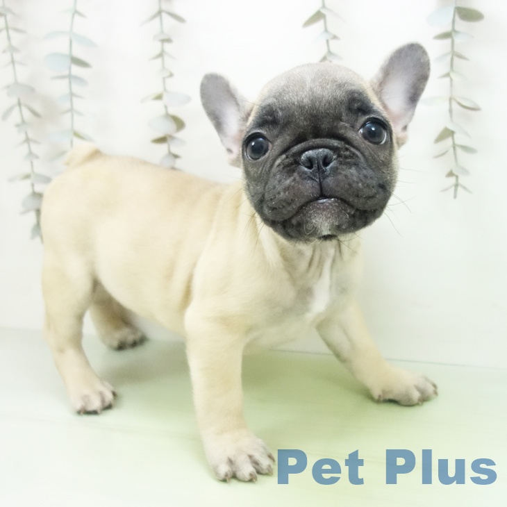 埼玉県のフレンチブルドッグ (ペットプラス 八潮店/2025年10月5日生まれ/女の子/フォーン)の子犬の2枚目の画像