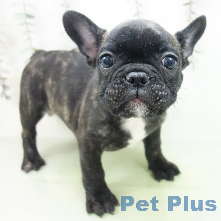 神奈川県のフレンチブルドッグ (ペットプラス 座間店/2025年10月7日生まれ/女の子/ブリンドル)の子犬の1枚目の画像