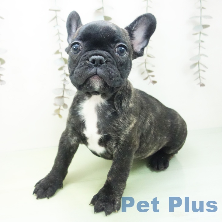 神奈川県のフレンチブルドッグ (ペットプラス 座間店/2025年10月7日生まれ/女の子/ブリンドル)の子犬の2枚目の画像