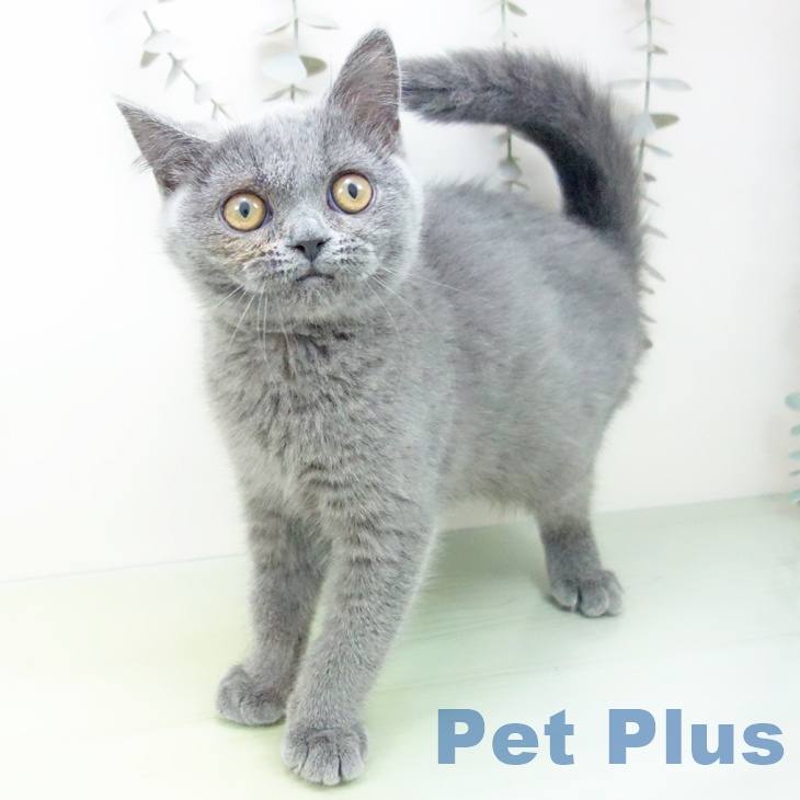 福岡県のブリティッシュショートヘアー (ペットプラス 黒崎店/2025年9月6日生まれ/女の子/ブルー)の子猫の1枚目の画像