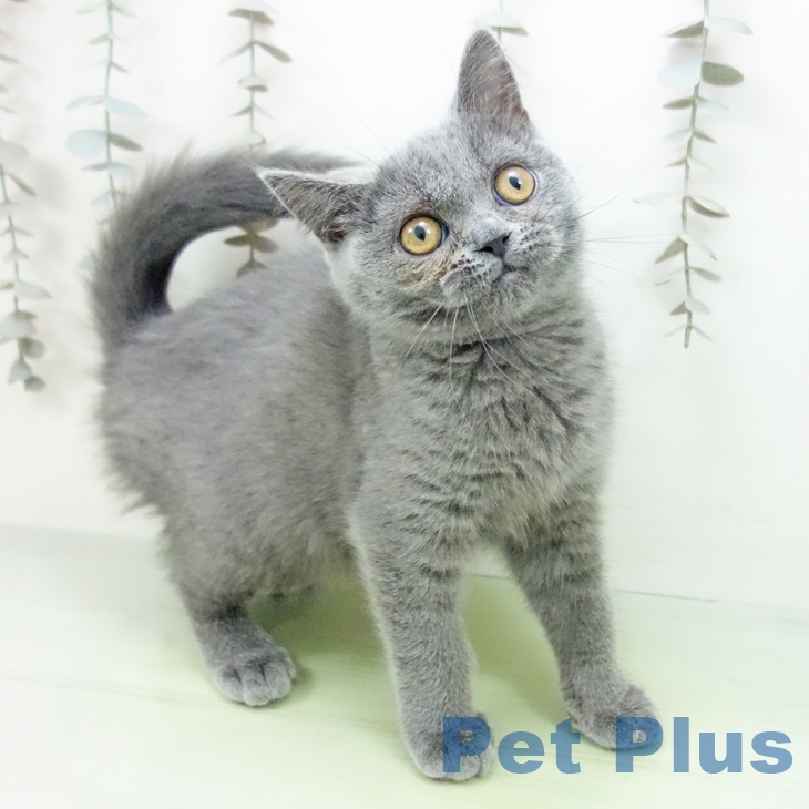 福岡県のブリティッシュショートヘアー (ペットプラス 黒崎店/2025年9月6日生まれ/女の子/ブルー)の子猫の2枚目の画像