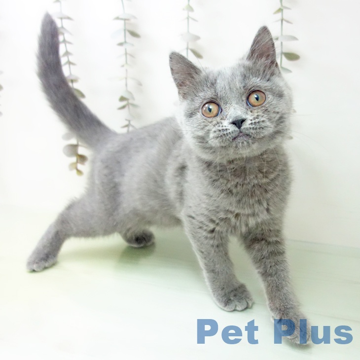 ブリティッシュショートヘア