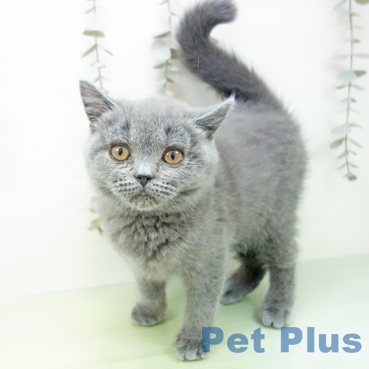 鹿児島県のブリティッシュショートヘアー (ペットプラス 姶良店/2025年9月8日生まれ/女の子/ブルー)の子猫