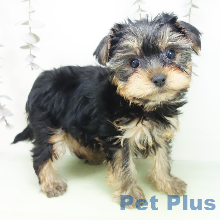 ヨークシャー・テリア