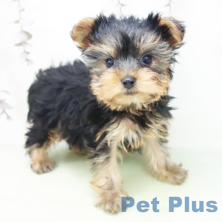 ヨークシャー・テリア