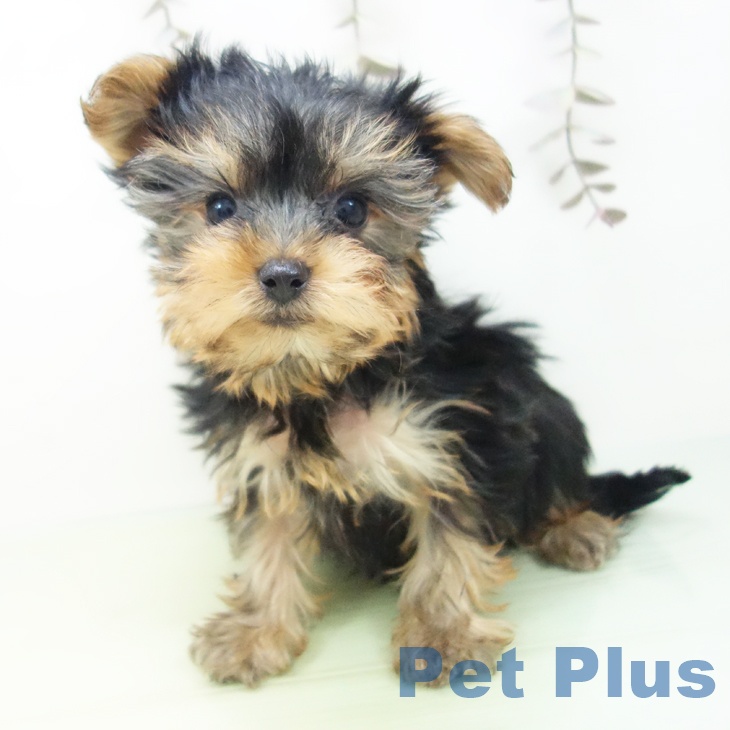 ヨークシャー・テリアの写真2