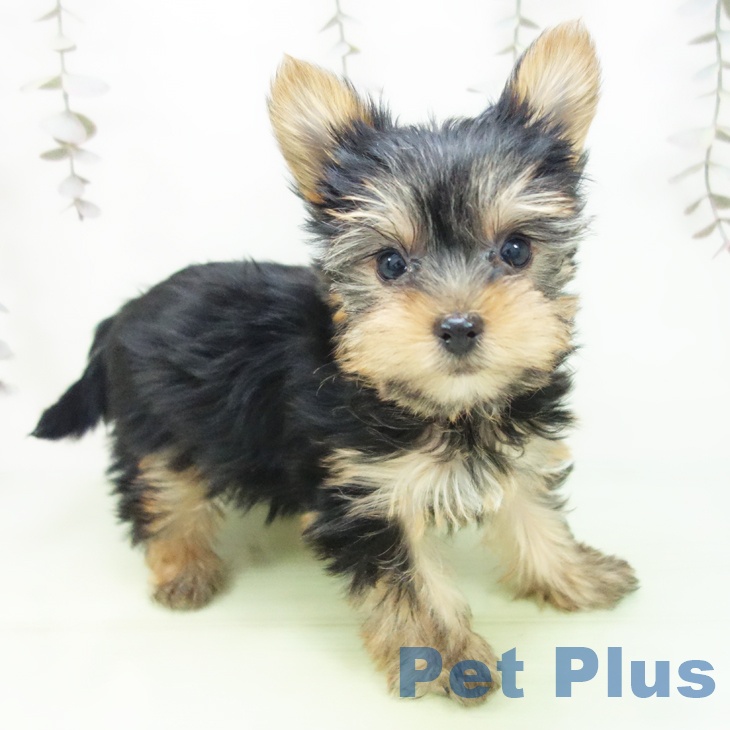 ヨークシャー・テリア