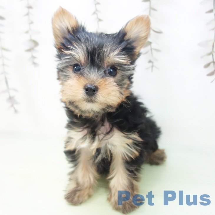 ヨークシャー・テリアの写真2