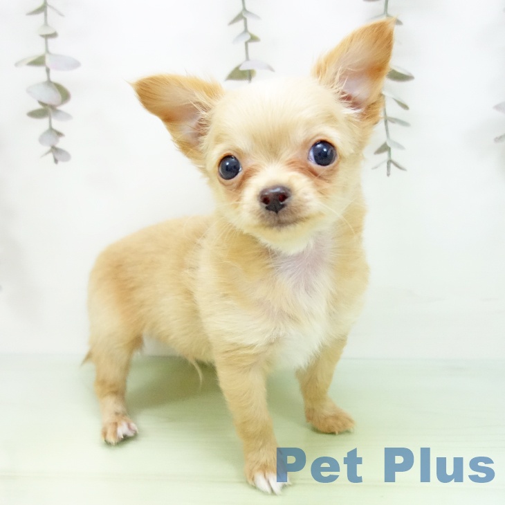 愛知県のチワワ(ロング) (ペットプラス mozoワンダーシティ店/2025年9月26日生まれ/男の子/ゴールド)の子犬の1枚目の画像
