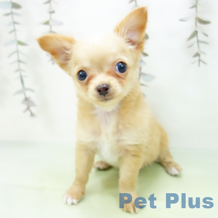愛知県のチワワ(ロング) (ペットプラス mozoワンダーシティ店/2025年9月26日生まれ/男の子/ゴールド)の子犬の2枚目の画像