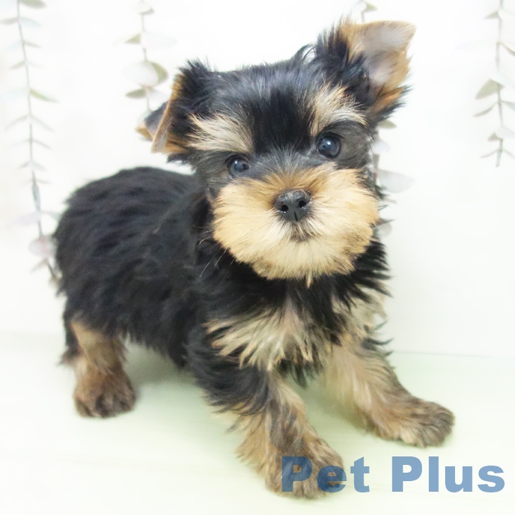 ヨークシャー・テリア