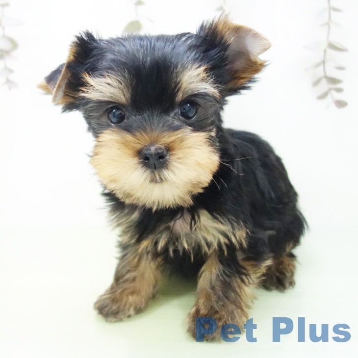 ヨークシャー・テリア