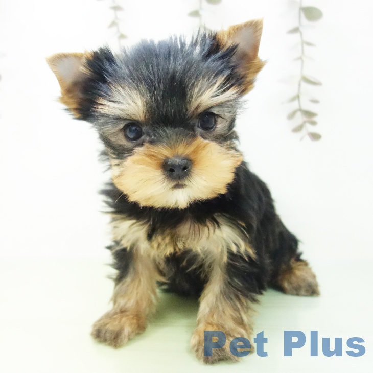 ヨークシャー・テリアの写真2