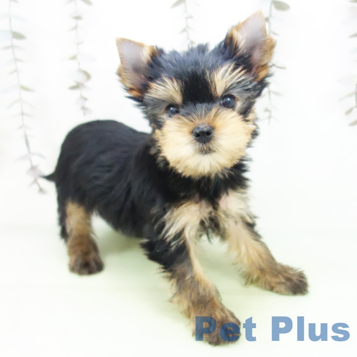福島県のヨークシャーテリア (ペットプラス イオンタウン郡山店/2025年10月4日生まれ/女の子/スチールブルータン)の子犬の1枚目の画像