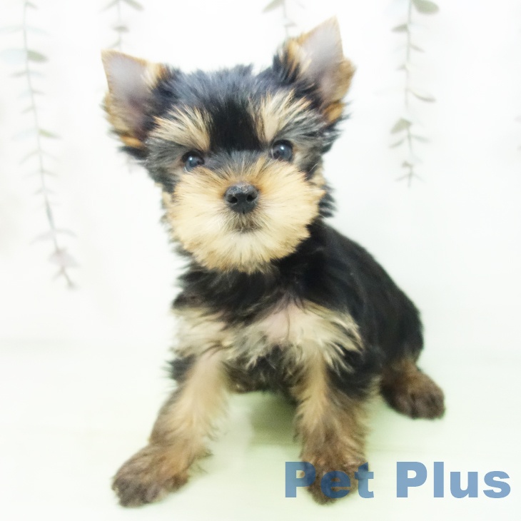 福島県のヨークシャーテリア (ペットプラス イオンタウン郡山店/2025年10月4日生まれ/女の子/スチールブルータン)の子犬の2枚目の画像
