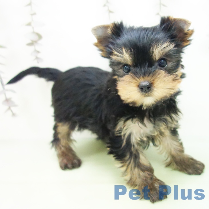 ヨークシャー・テリア