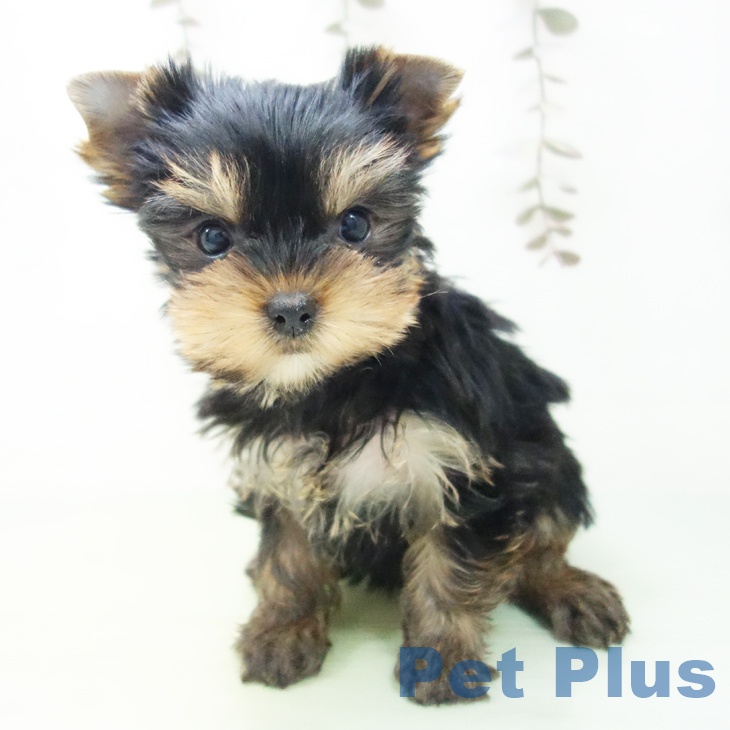 ヨークシャー・テリア