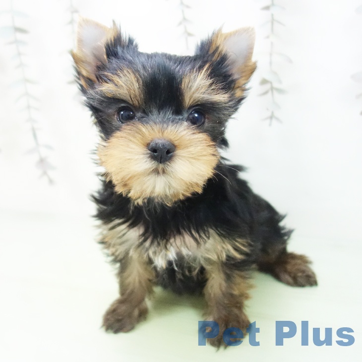 ヨークシャー・テリア