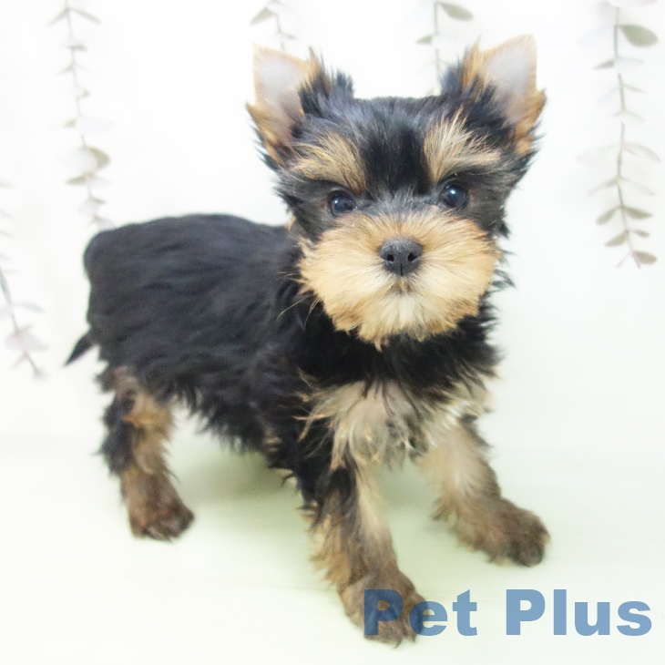 ヨークシャー・テリア