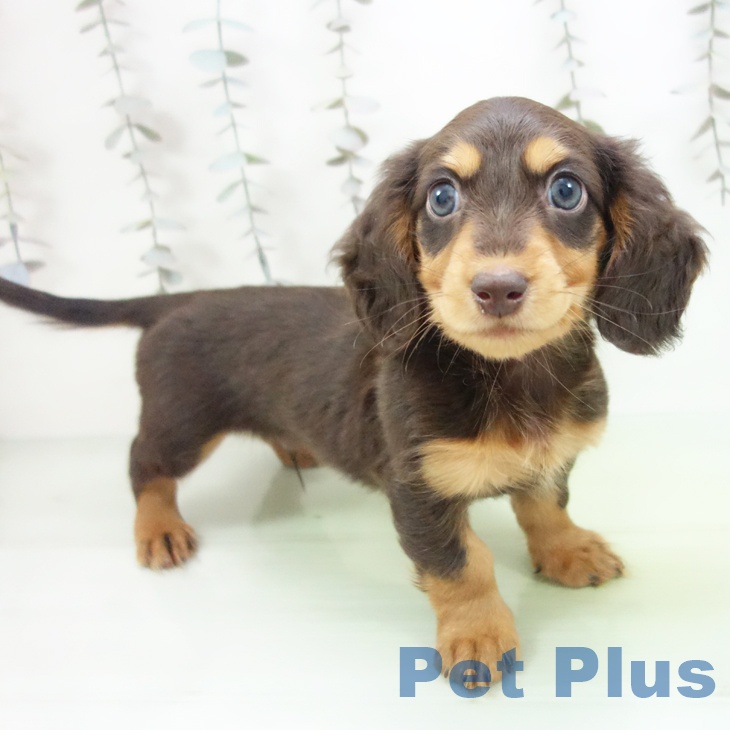 ミニチュア・ダックスフンド