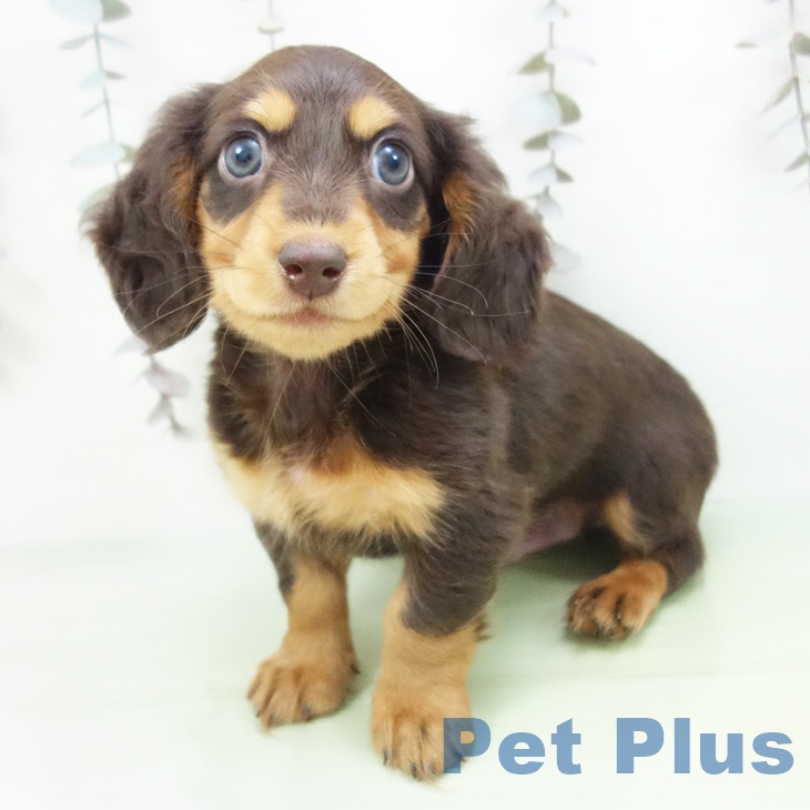 ミニチュア・ダックスフンド