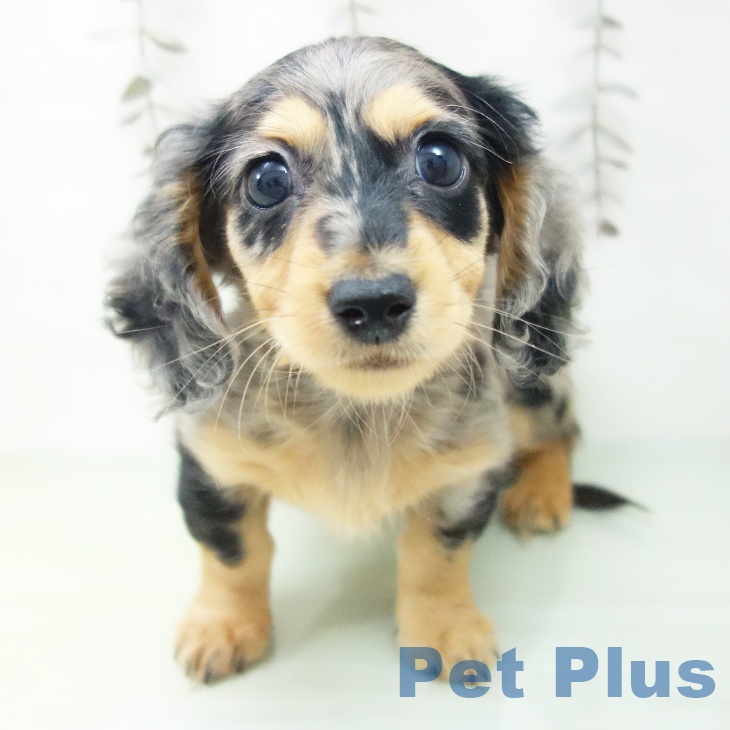 ミニチュア・ダックスフンド