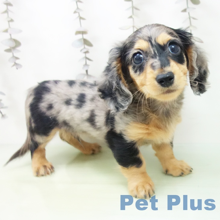 ミニチュア・ダックスフンド