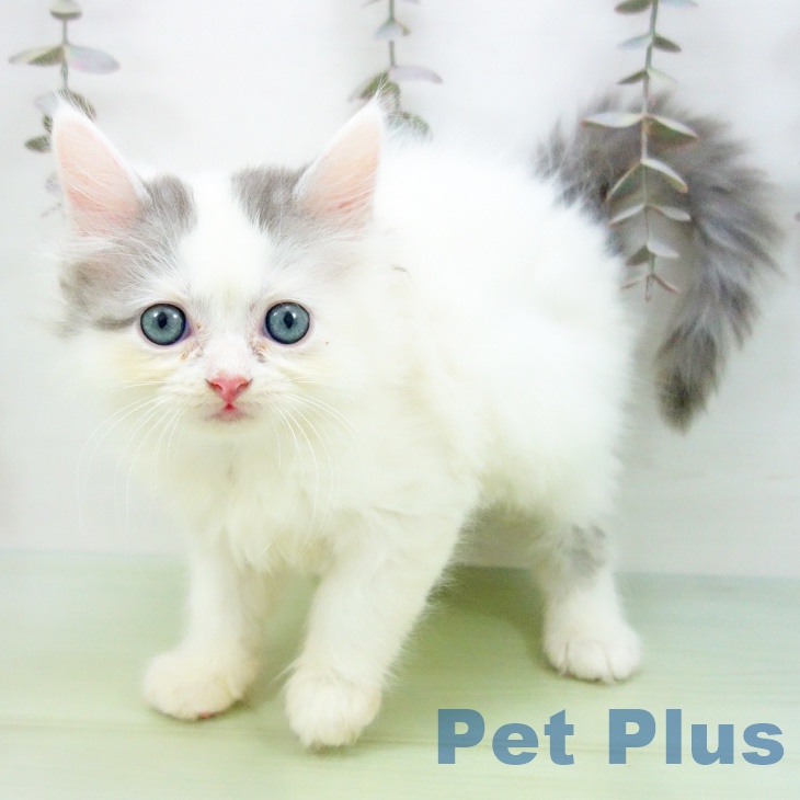 沖縄県のサイベリアン (ペットプラス 沖縄ライカム店/2025年10月9日生まれ/女の子/ブルータビーホワイトバン)の子猫の1枚目の画像